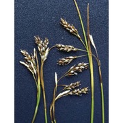 carex capillaris l.