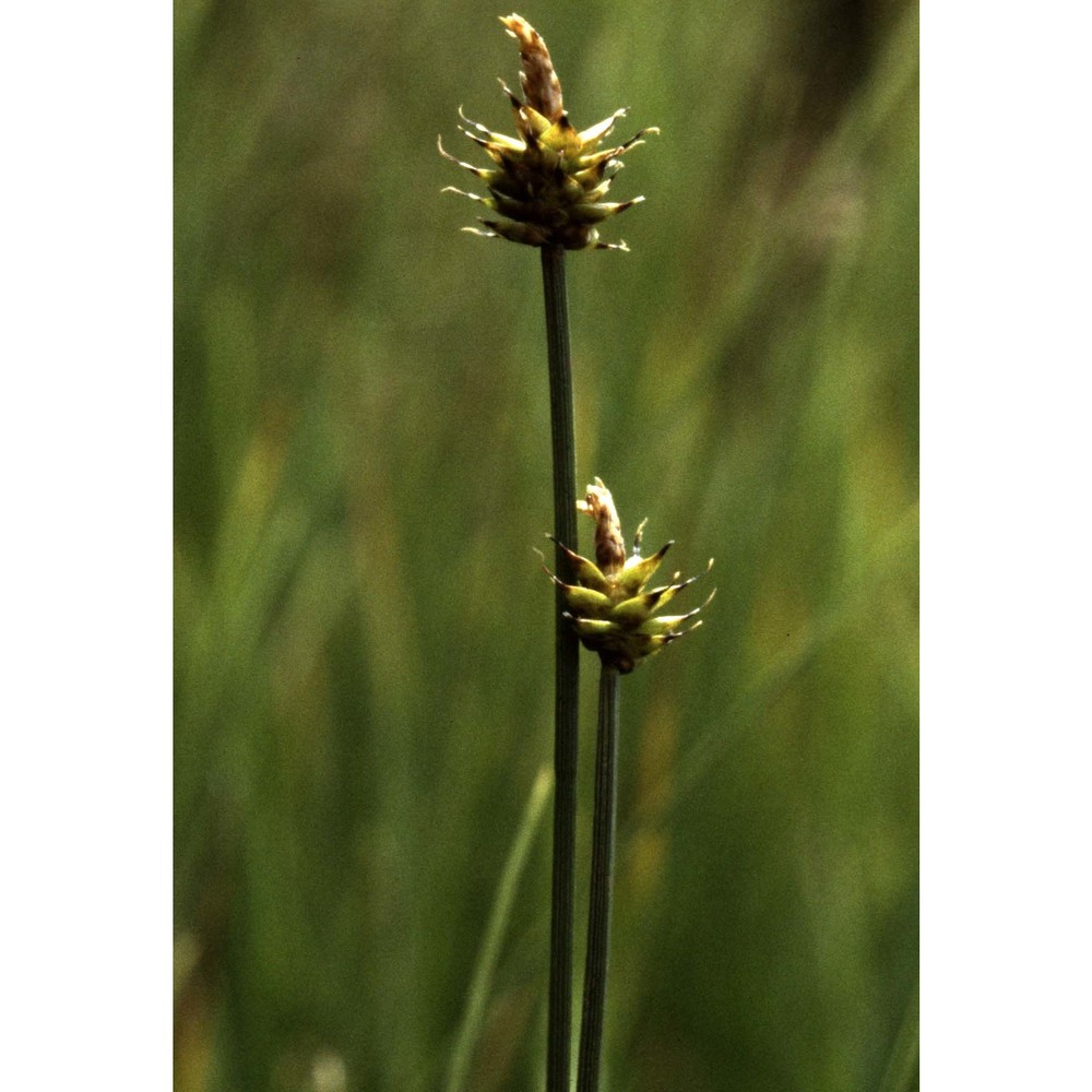 carex capitata l.