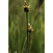 carex capitata l.