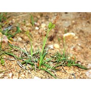 carex caryophyllea latourr.