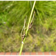 carex cespitosa l.