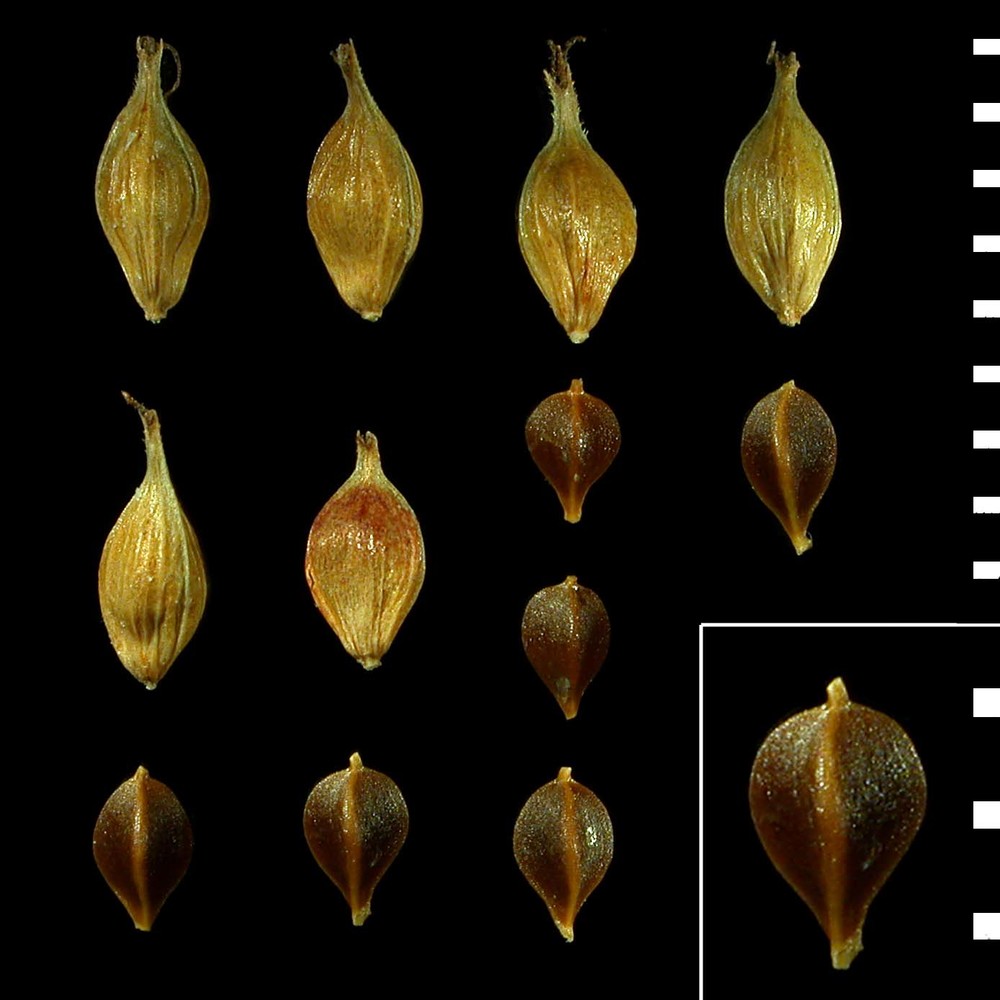 carex distans l.