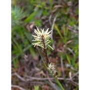 carex distans l.