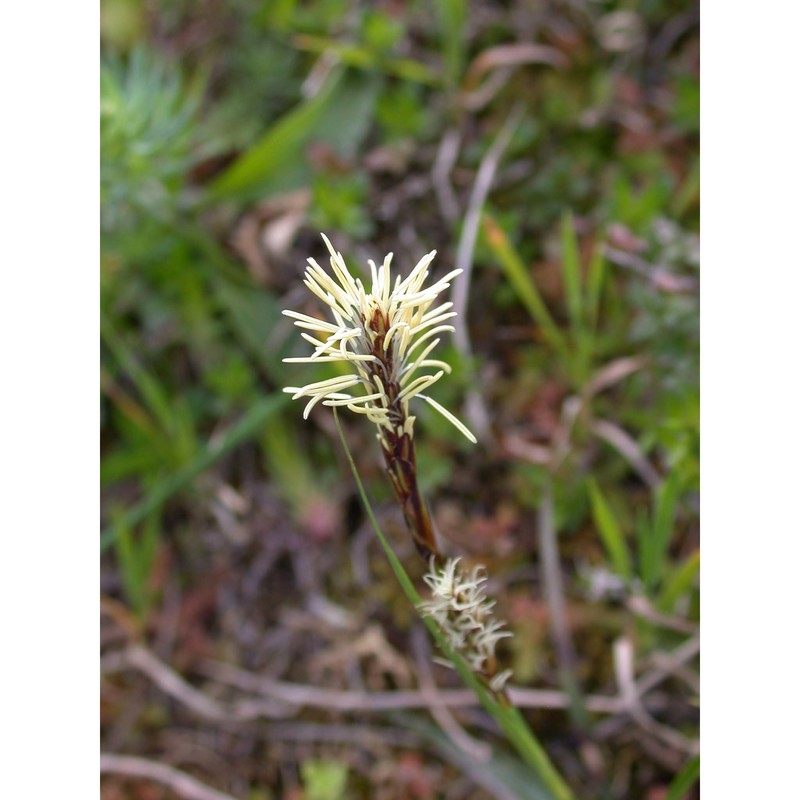 carex distans l.