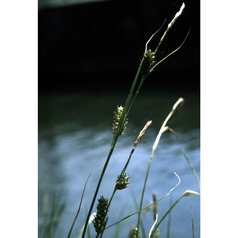 carex distans l.