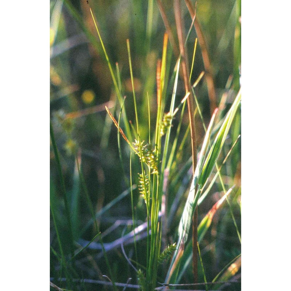 carex distans l.