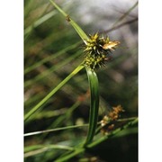 carex flava l.