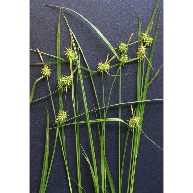 carex flava l.