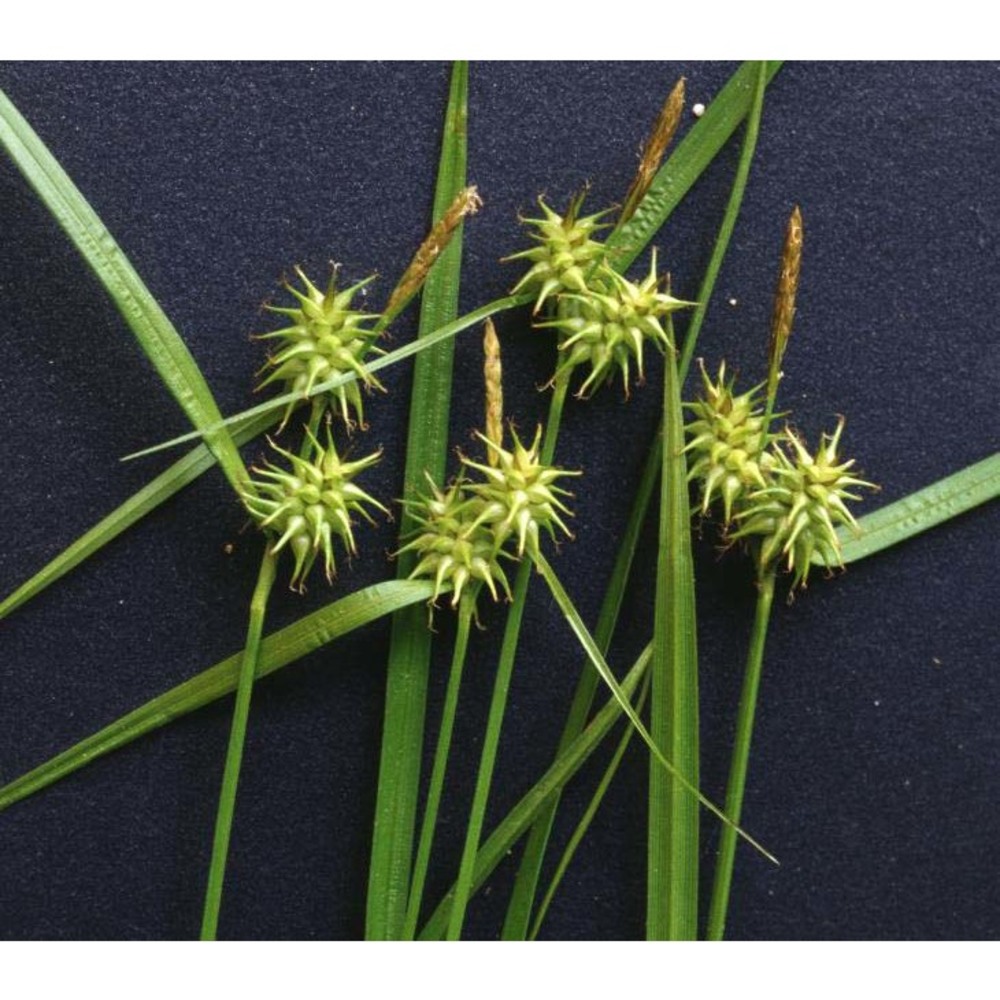 carex flava l.