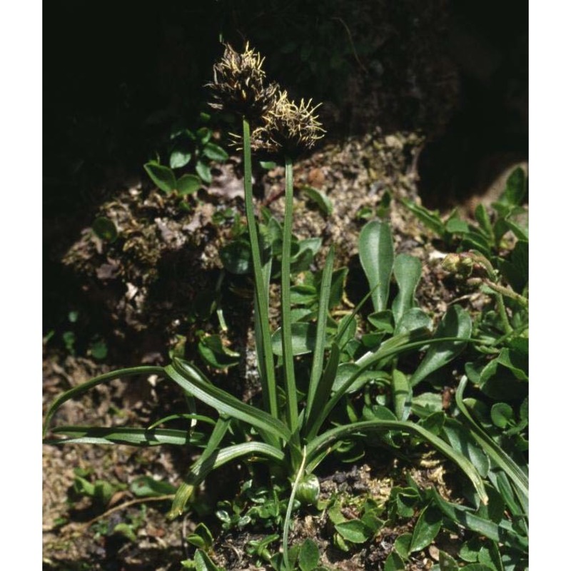 carex foetida all.