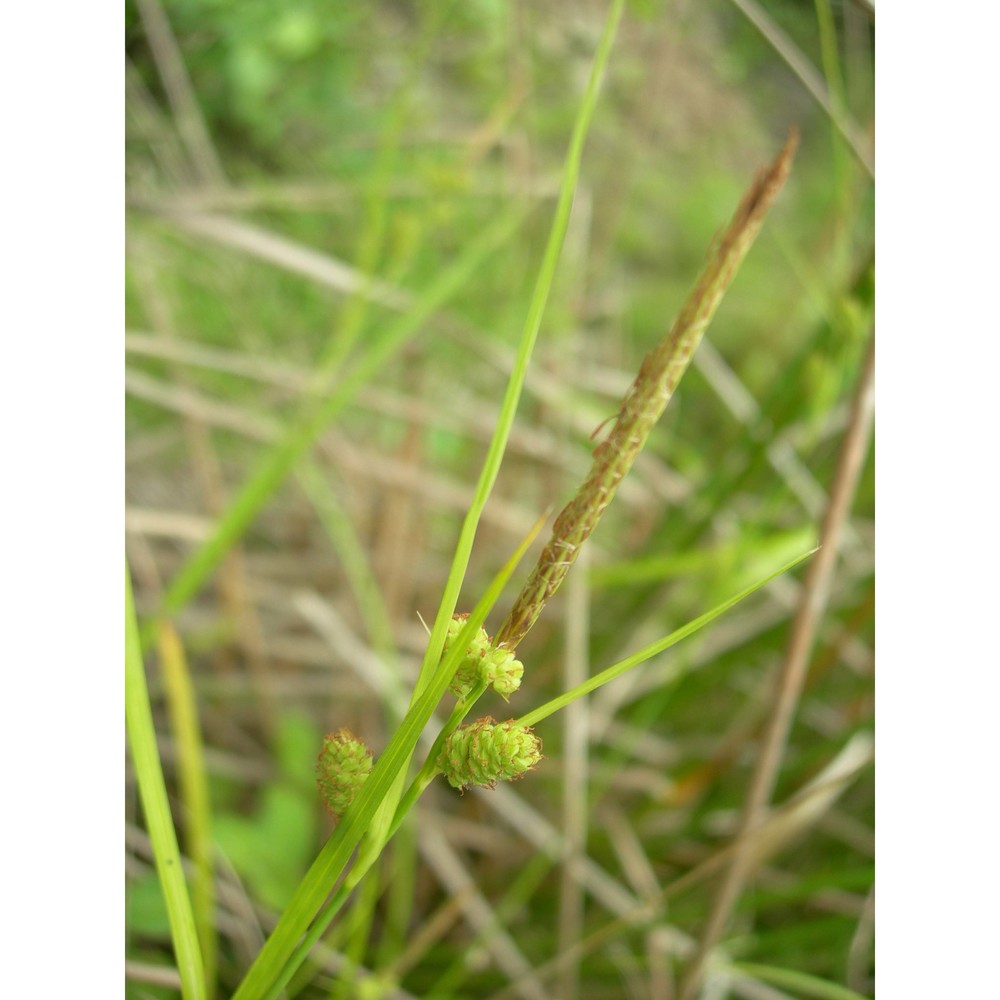 carex grioletii roem.