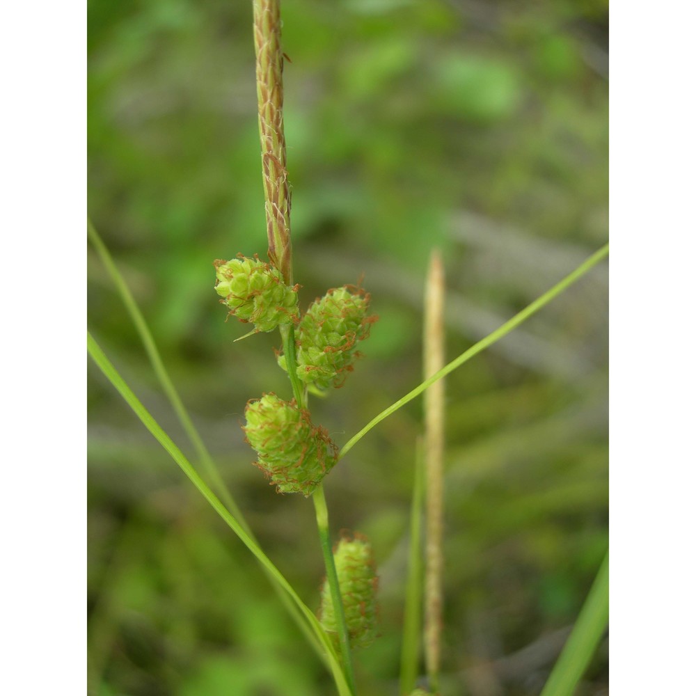 carex grioletii roem.