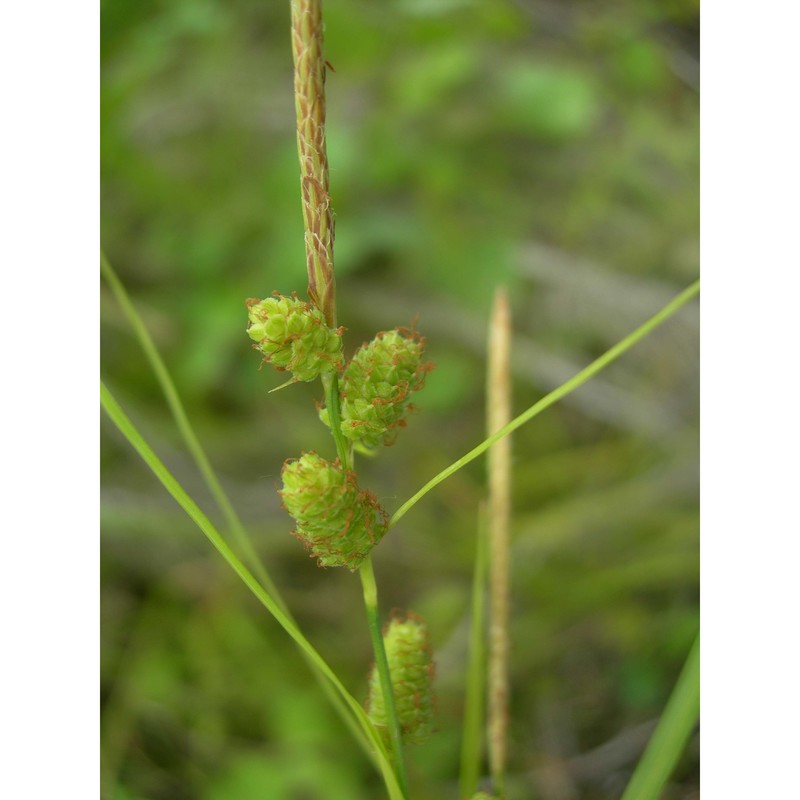 carex grioletii roem.