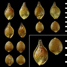 carex guestphalica (boenn. ex rchb.) boenn. ex o. lang