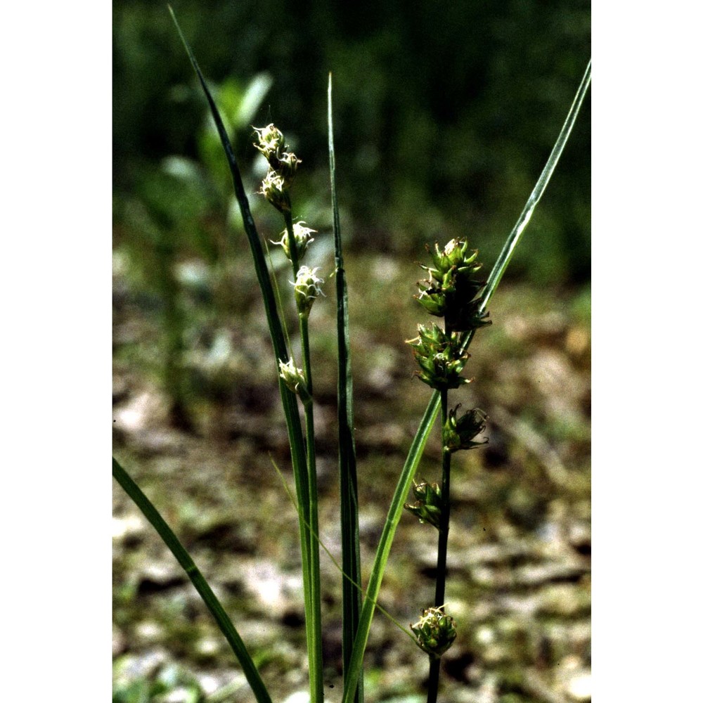 carex guestphalica (boenn. ex rchb.) boenn. ex o. lang