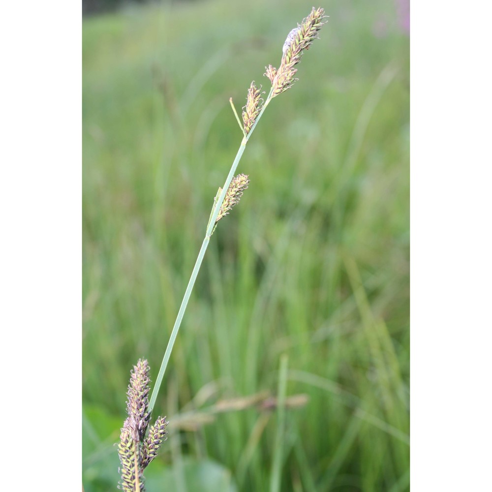 carex hartmanii cajander