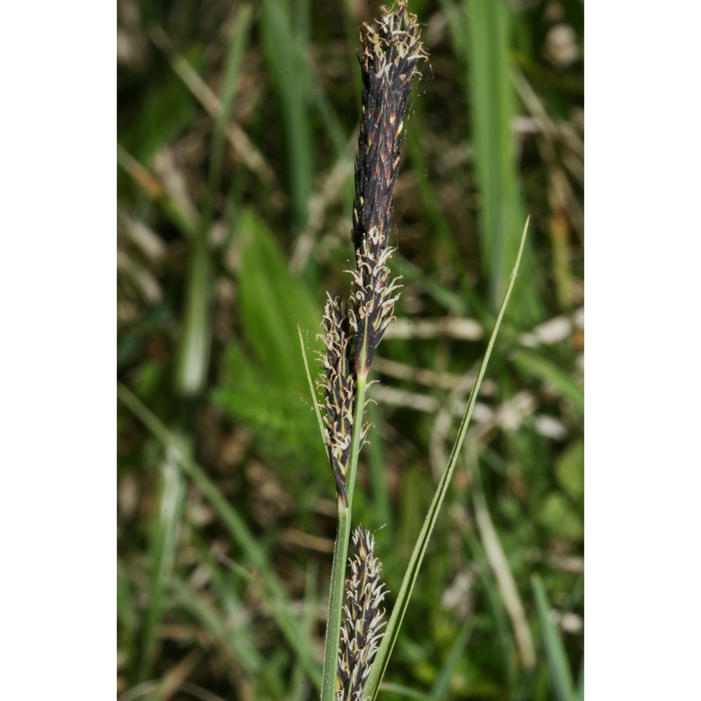 carex hartmanii cajander