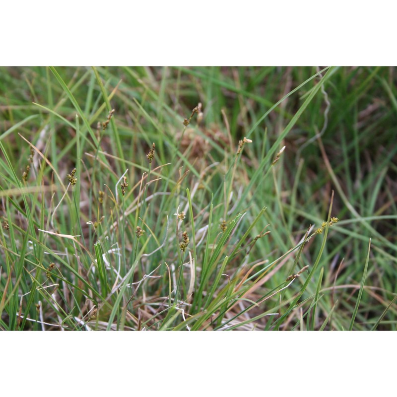 carex heleonastes l. fil.