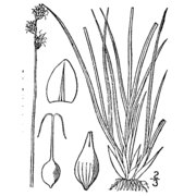 carex heleonastes l. fil.