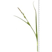 carex hirta l.