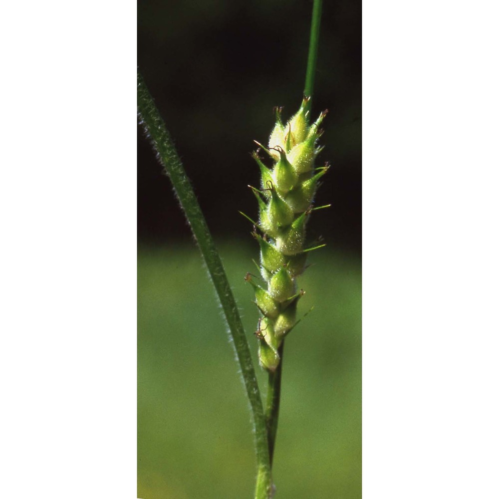 carex hirta l.