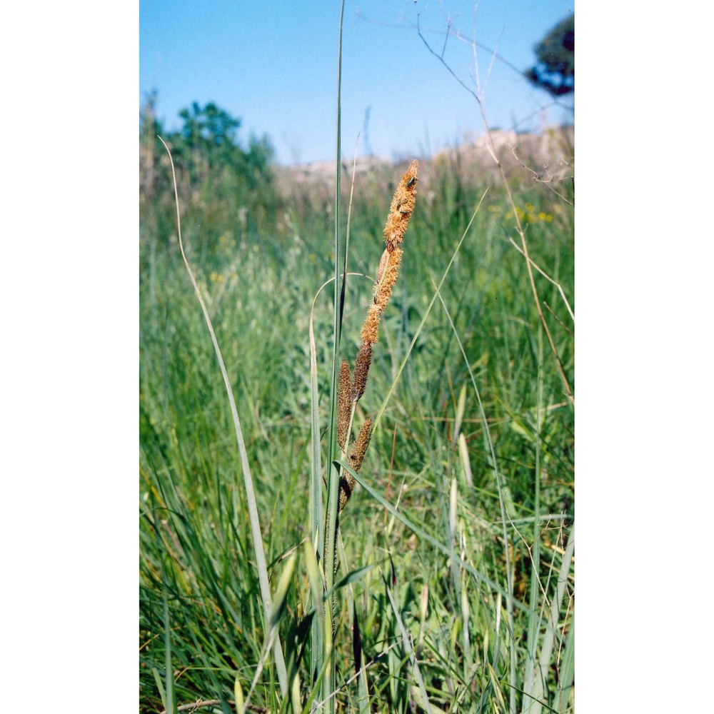 carex hispida willd.