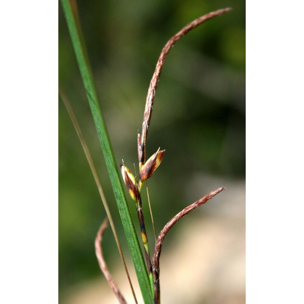 carex illegitima ces.