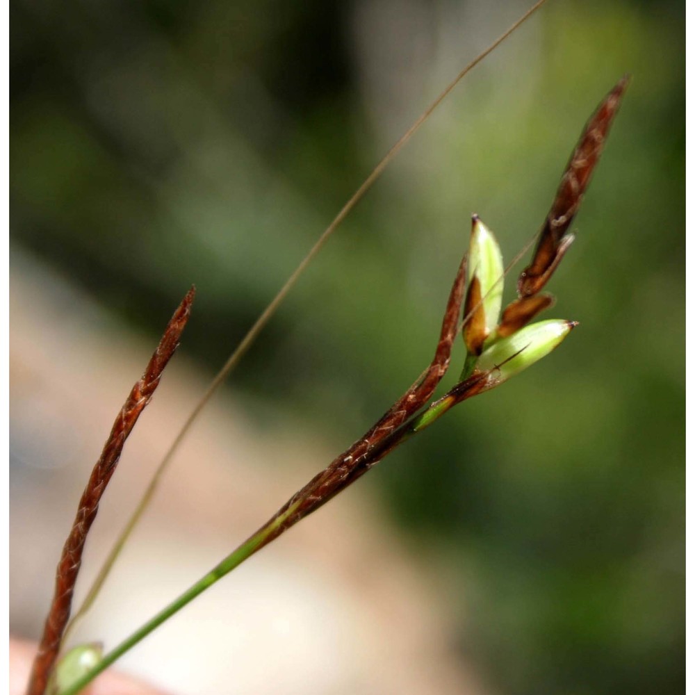 carex illegitima ces.