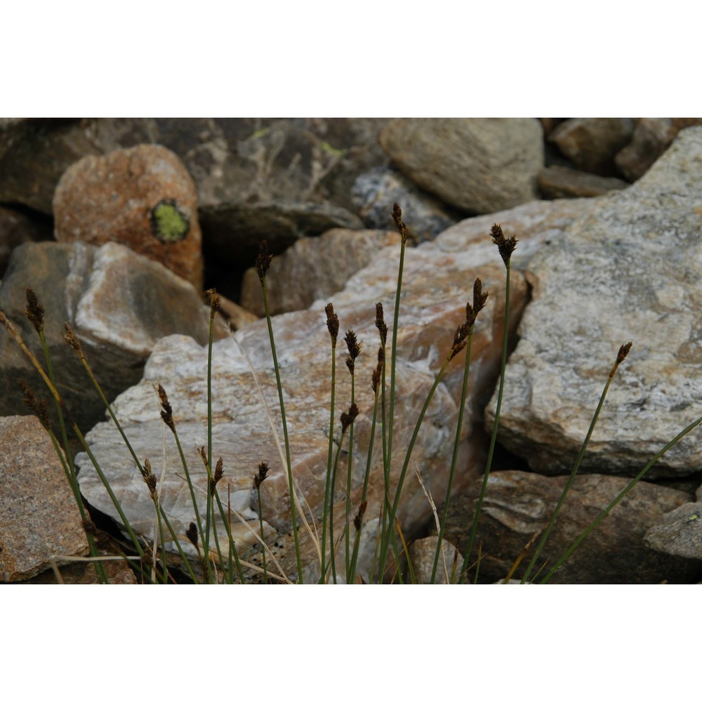 carex lachenalii schkuhr