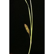 carex laevigata sm.