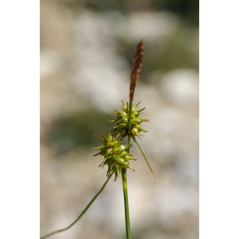 carex lepidocarpa tausch