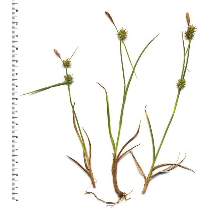 carex lepidocarpa tausch