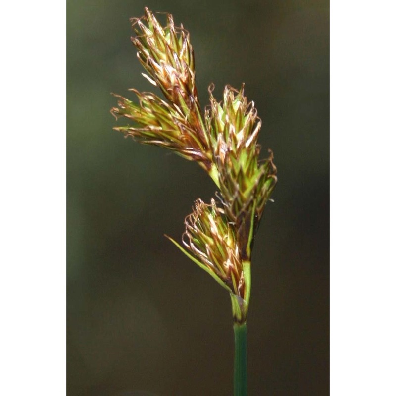 carex leporina l.