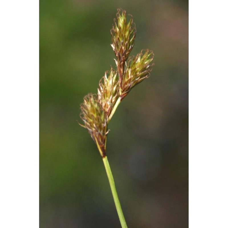 carex leporina l.