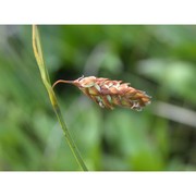 carex limosa l.