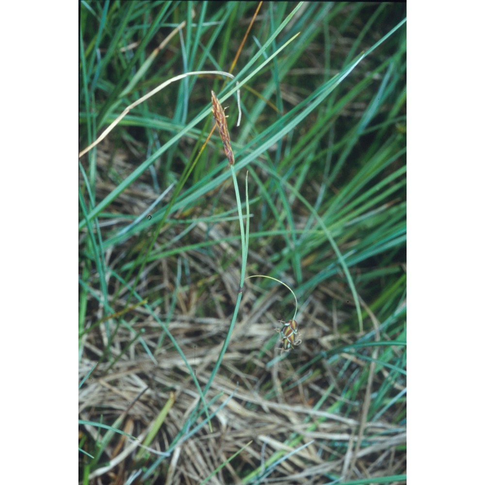 carex limosa l.