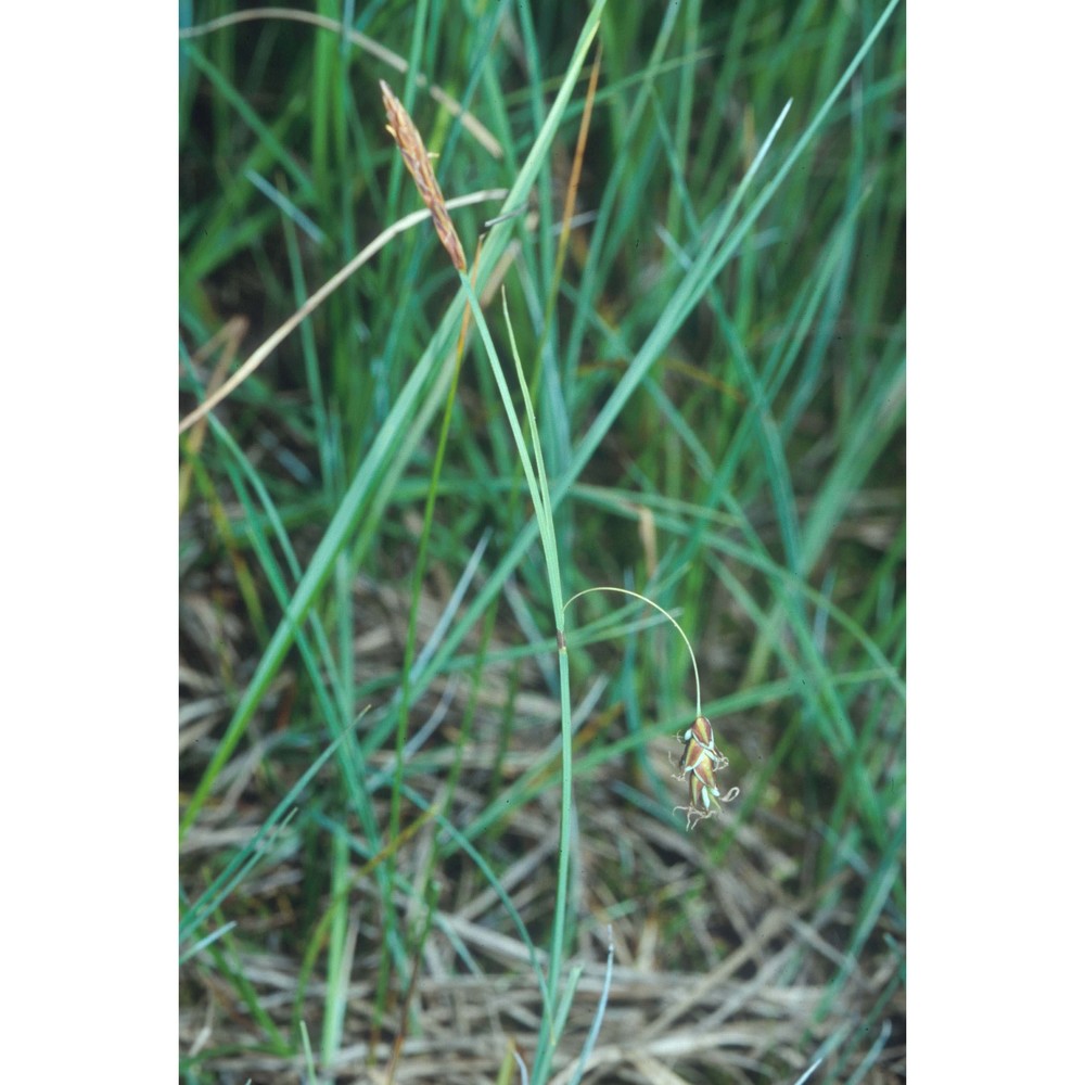 carex limosa l.