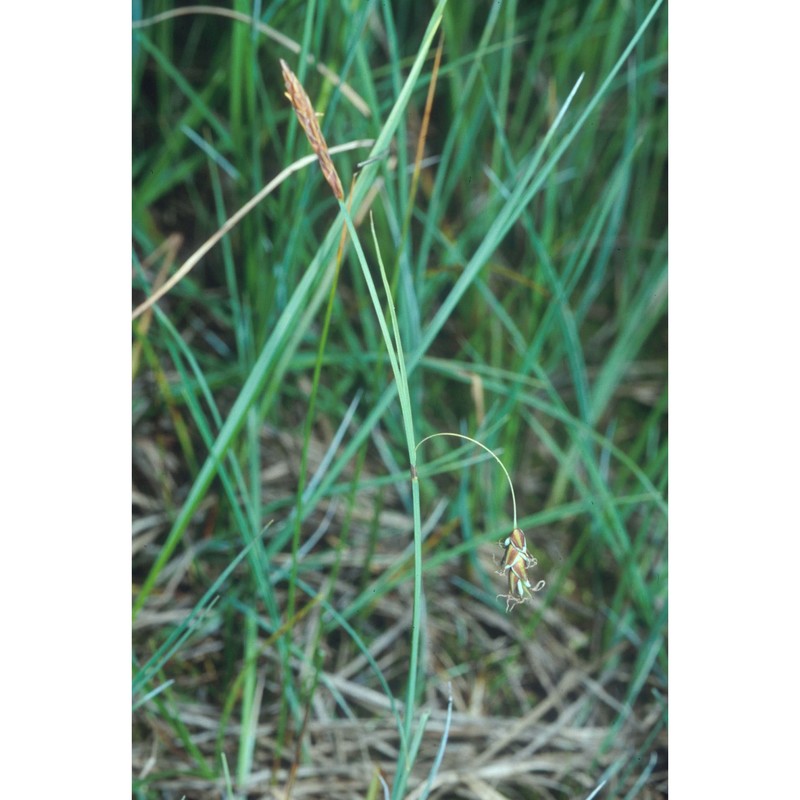 carex limosa l.