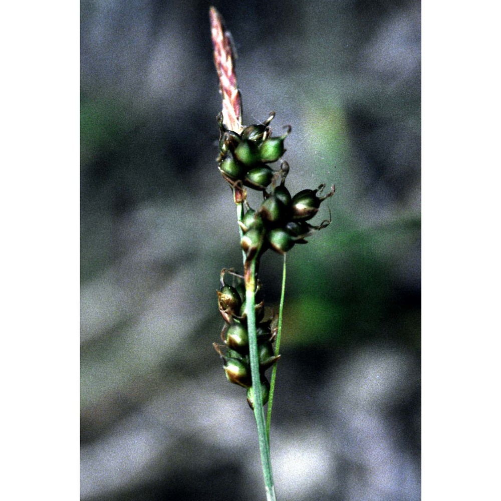 carex liparocarpos gaudin