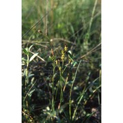 carex liparocarpos gaudin