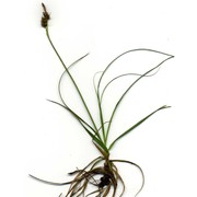 carex liparocarpos gaudin