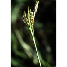 carex macrolepis dc.