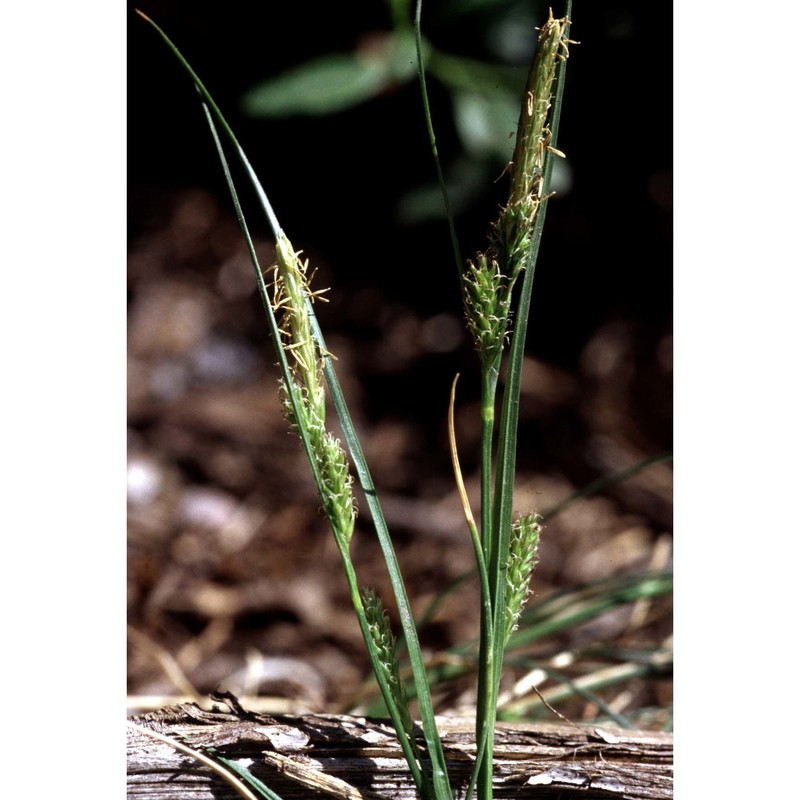 carex mairei coss. et germ.