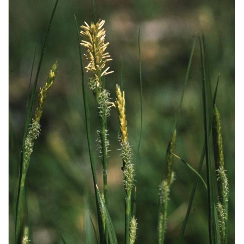 carex mairei coss. et germ.