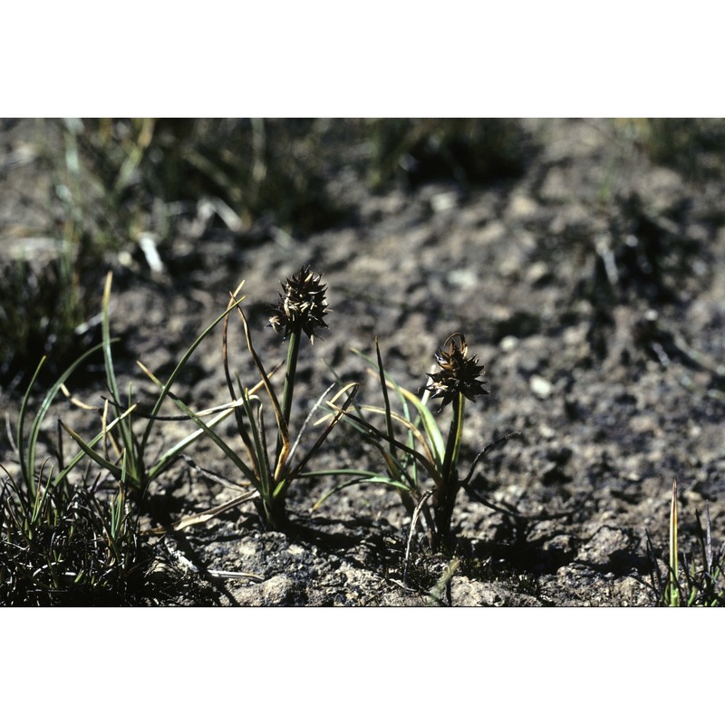 carex maritima gunnerus