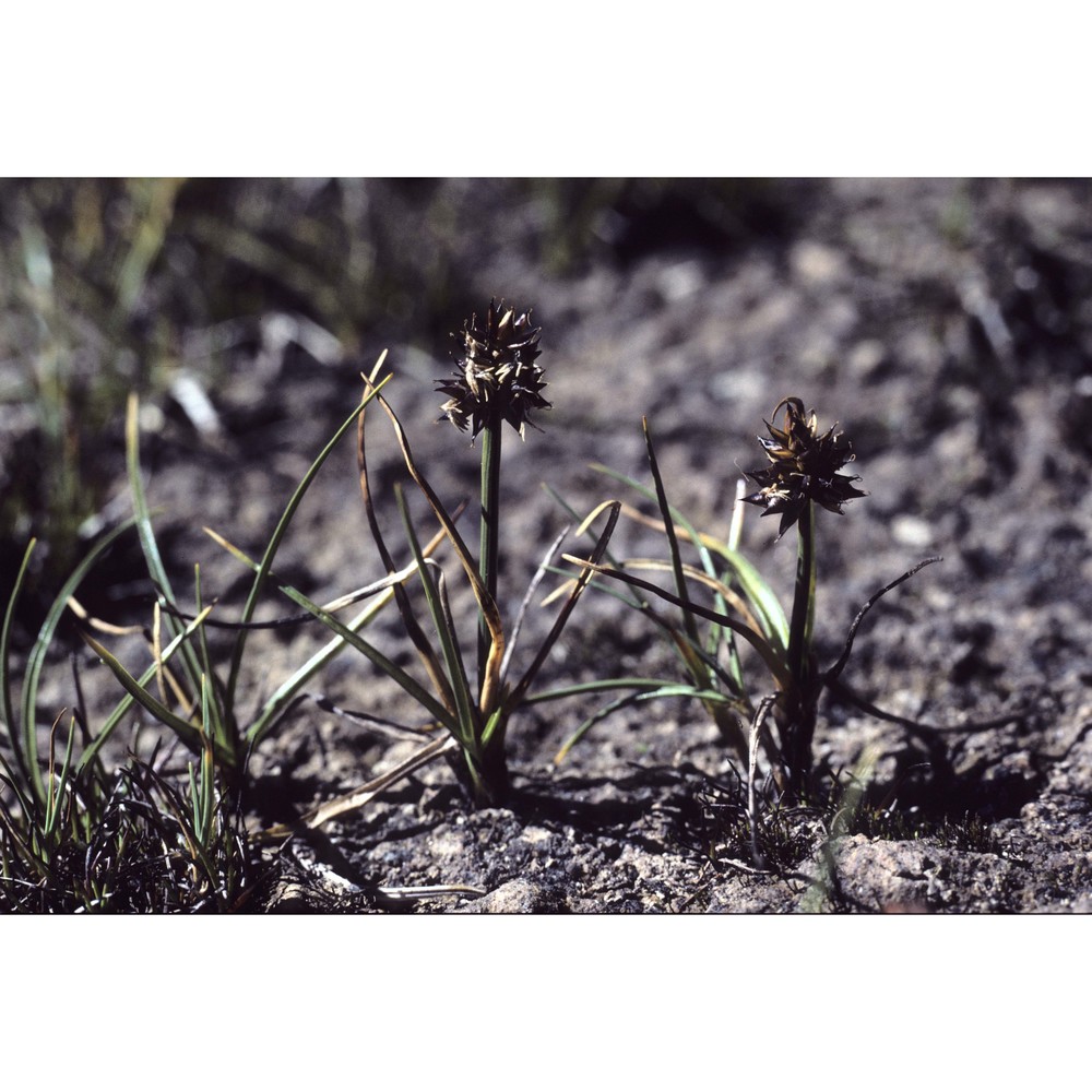 carex maritima gunnerus