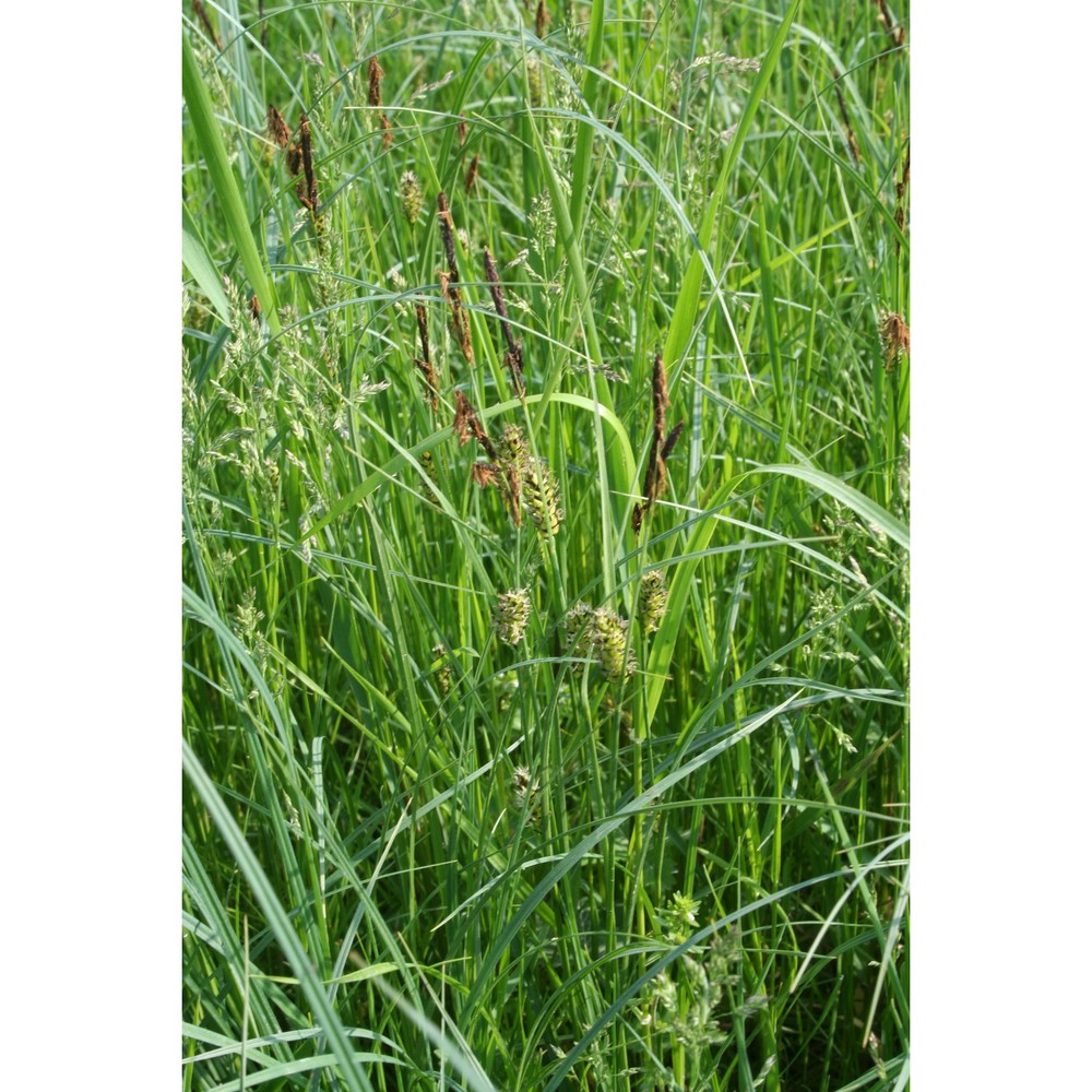 carex melanostachya willd.