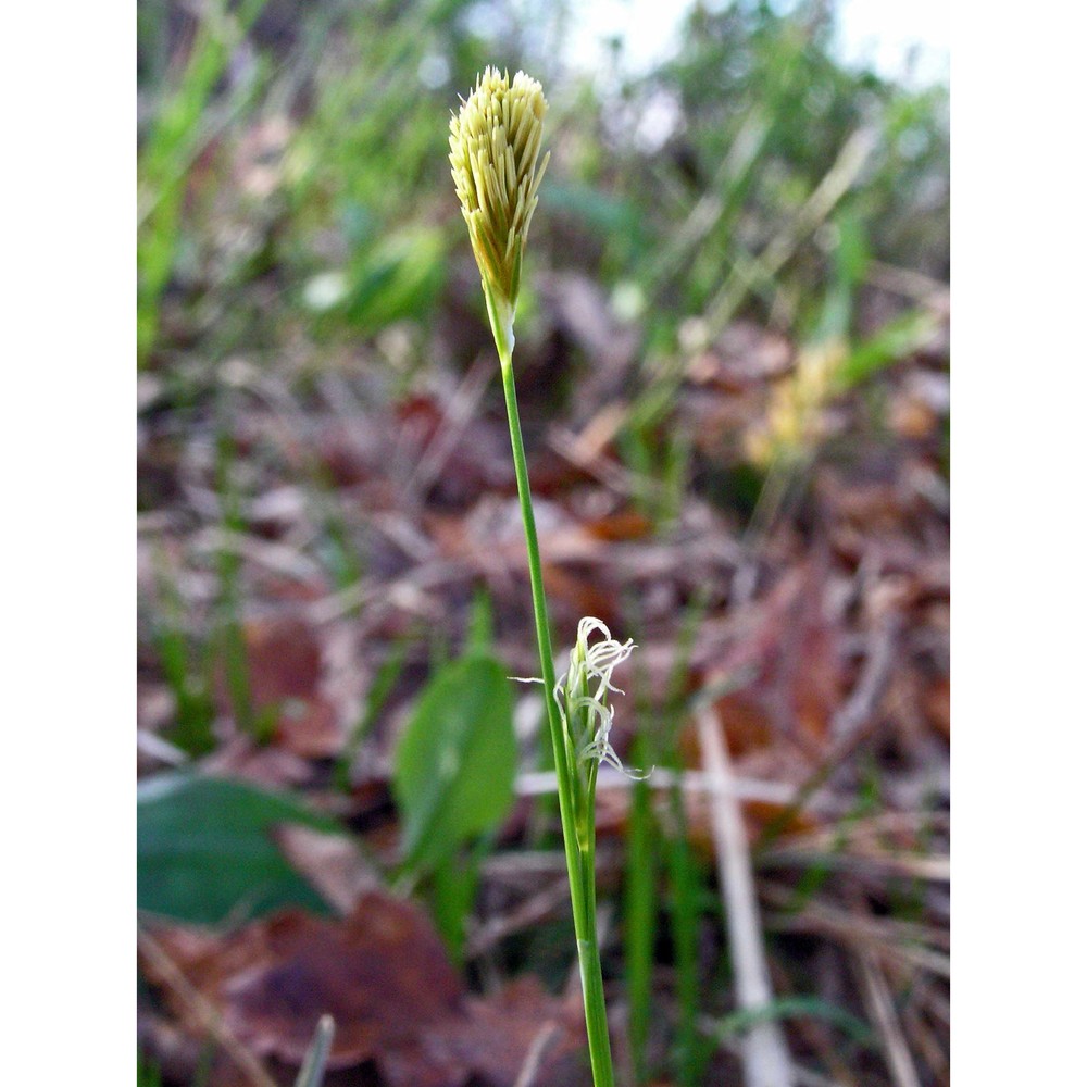 carex michelii host