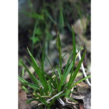 carex microcarpa bertol. ex moris