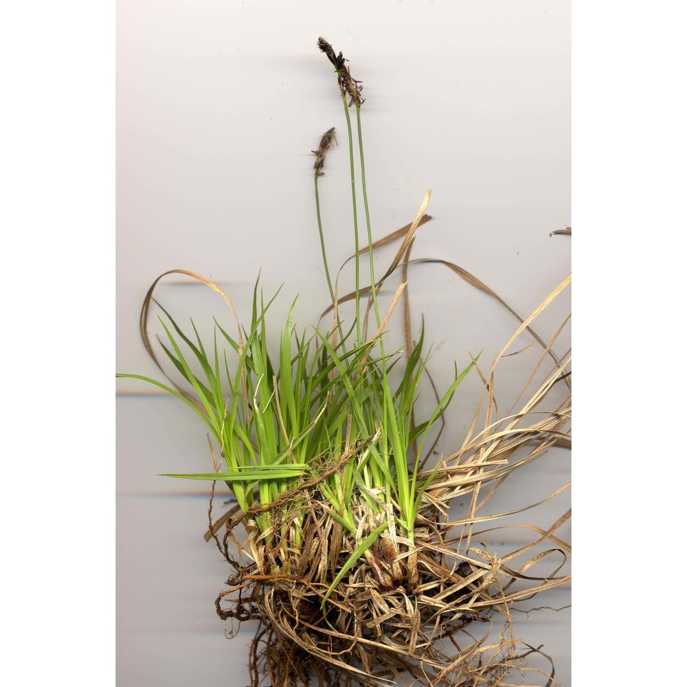 carex montana l.